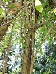 Pereskia grandifolia