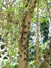 Pereskia grandifolia