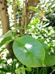 Pereskia grandifolia