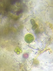 Oocystis
