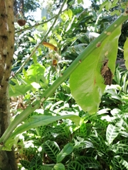 Pereskia grandifolia