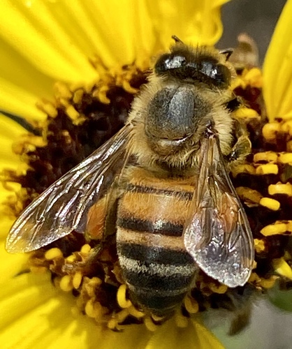 iNaturalist observation photo of Western Honey Bee