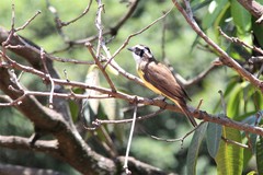 Pitangus sulphuratus