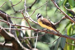 Pitangus sulphuratus