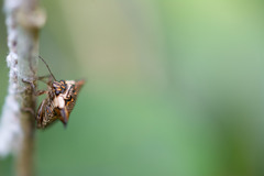 Alcimocoris