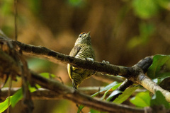 Picumnus exilis pernambucensis