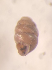 Vertigo angustior