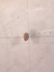 Vertigo angustior