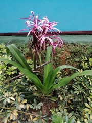 Crinum × amabile