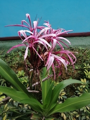 Crinum × amabile
