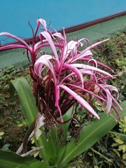 Crinum × amabile