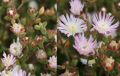 Drosanthemum parvifolium