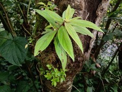 Columnea schiedeana