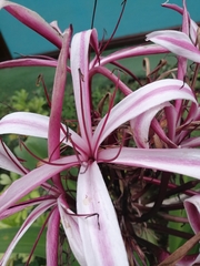 Crinum × amabile