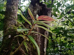 Columnea schiedeana