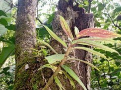 Columnea schiedeana