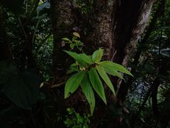 Columnea schiedeana
