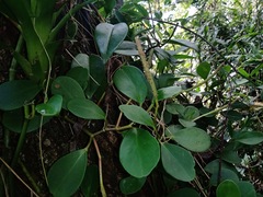 Peperomia obtusifolia