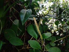 Peperomia obtusifolia