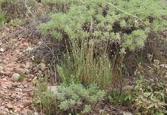 Astragalus granatensis