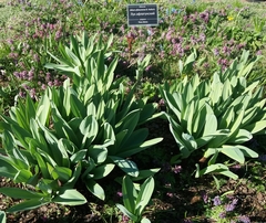 Allium aflatunense