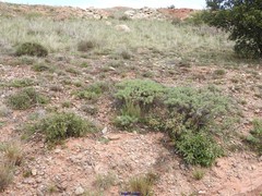 Astragalus granatensis