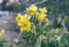Senna birostris