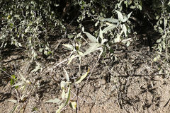 Ambrosia ambrosioides