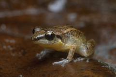 Eleutherodactylus abbotti