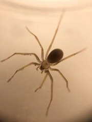 Loxosceles rufescens