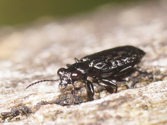 Scopodes