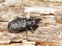 Scopodes