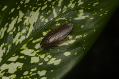 Epilampra quisqueiana