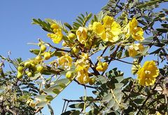 Senna birostris