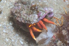 Ciliopagurus strigatus