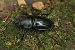 Neolucanus sinicus championi