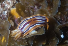 Hypselodoris regina