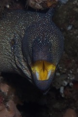 Gymnothorax nudivomer
