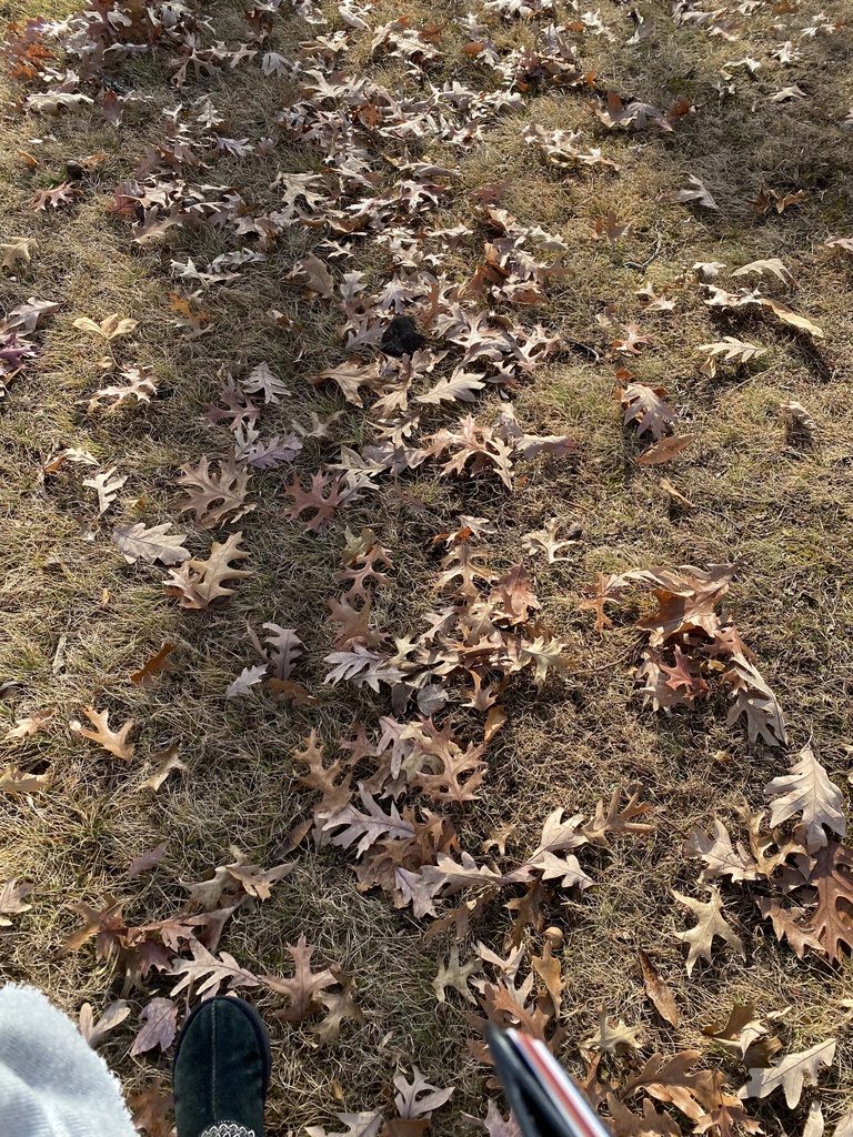 scarlet oak from Fairleigh Dickinson University - Florham Campus ...