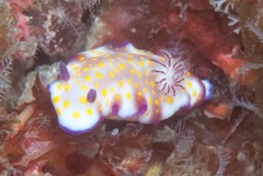 Hypselodoris pulchella