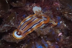 Hypselodoris regina