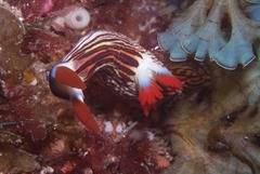 Nembrotha aurea