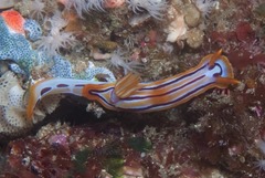 Hypselodoris regina