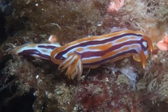 Hypselodoris regina