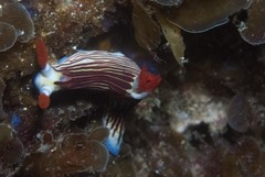 Nembrotha aurea