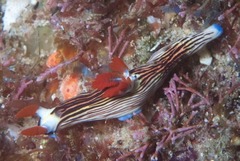 Nembrotha aurea
