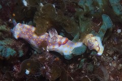 Hypselodoris pulchella