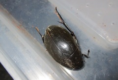 Hydrophilus acuminatus