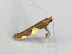 Caloptilia bimaculatella