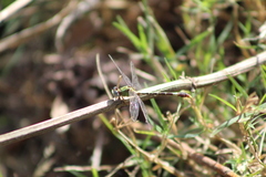 Erpetogomphus elaps